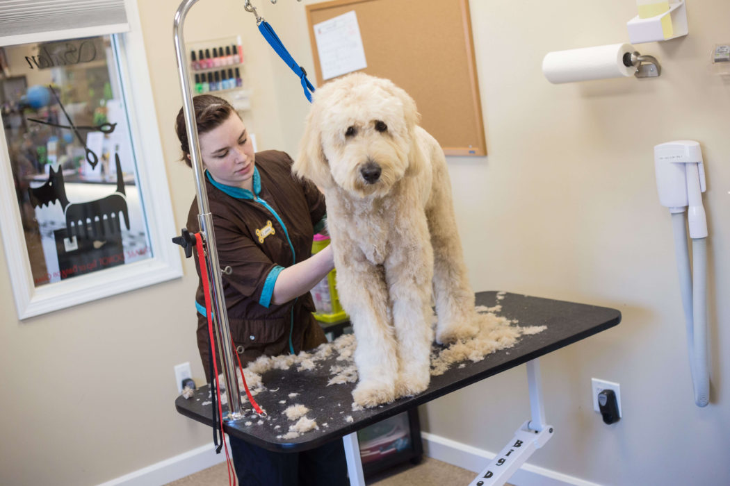 Dog And Puppy Grooming With Spa Services Mercer County Hamilton