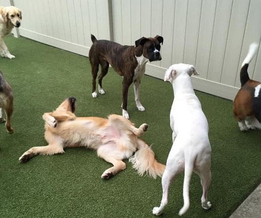 Dogs playing at pet daycare