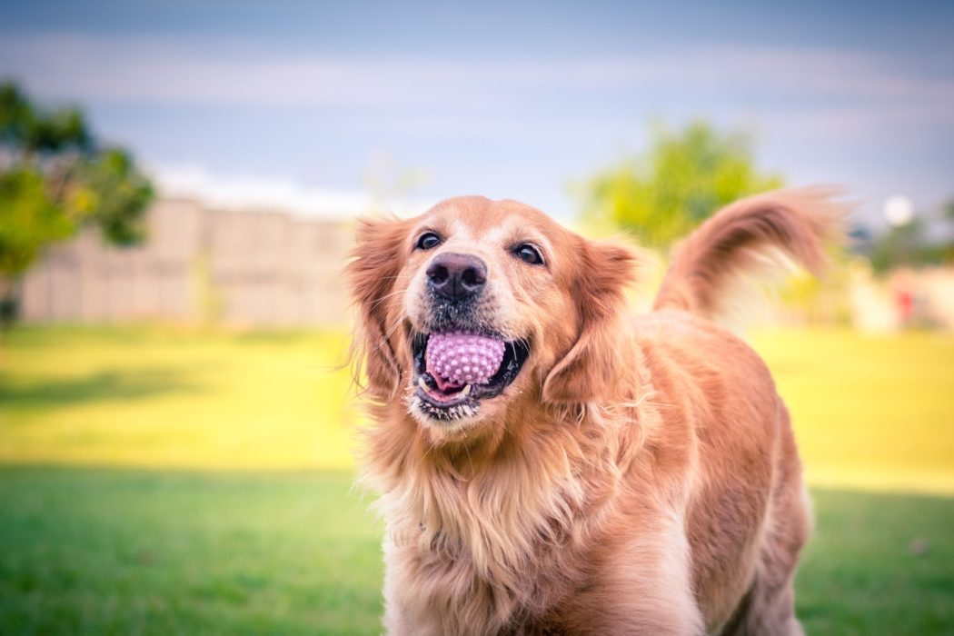 dog running through field with ball in its mouth