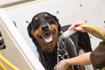 Dog getting a premium bath