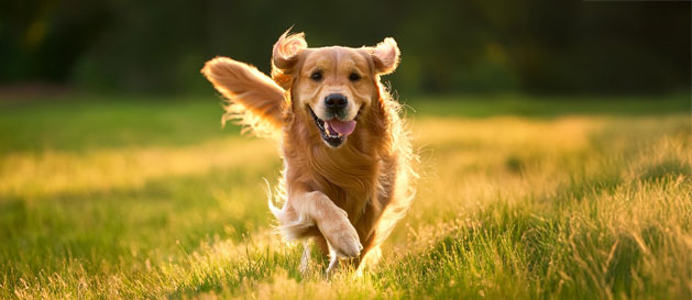 Golden retriever running through the grass