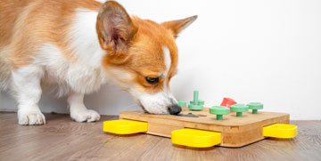 Puppy doing an enrichment activity