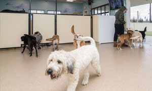 Dogs in daycare