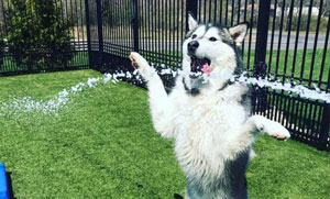 Dog playing with a water fountain