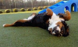 dog resting on its back