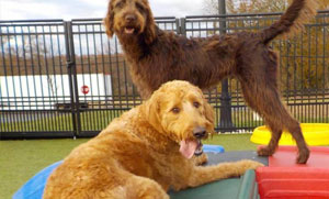 Two dogs socializing