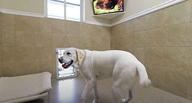 Happy dog in a boarding suite