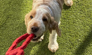 Dog playing with a toy