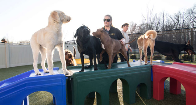 Staff playing with a group of dogs in daycare