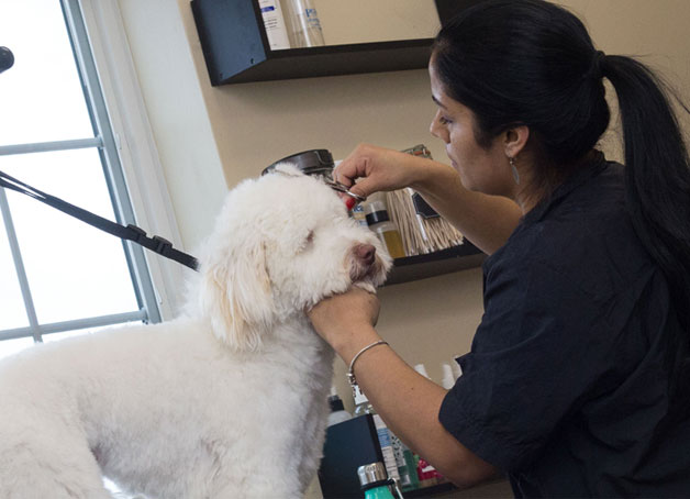 Dog being groomed