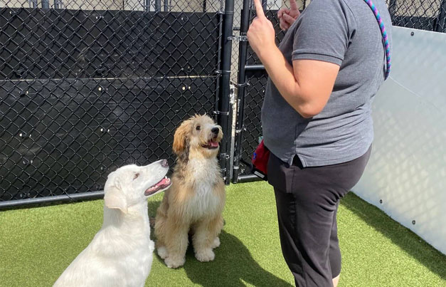 Two dogs working with a dog trainer