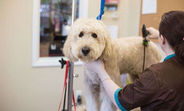 Full service dog grooming