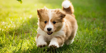 puppy in the grass