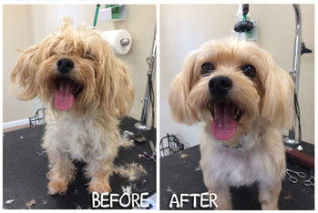 Dog before and after grooming