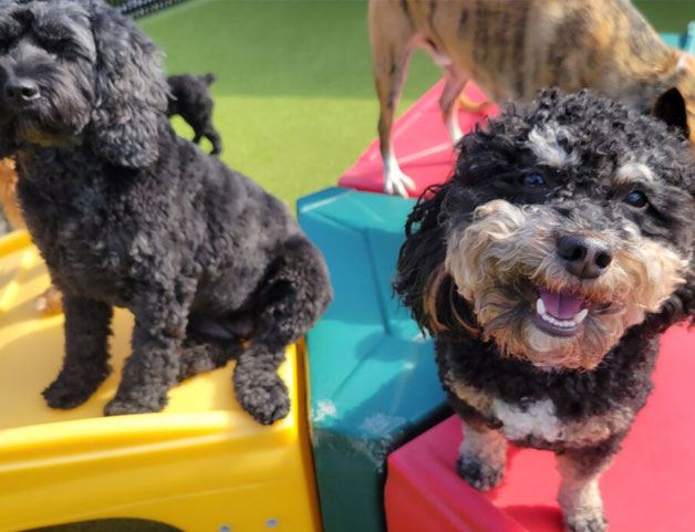 Happy puppies in daycare