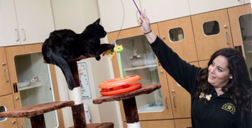 Staff playing with a cat on a cat tree