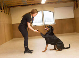 Dog training