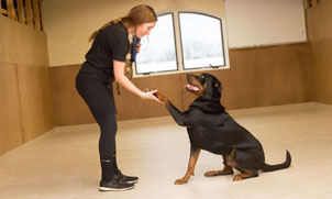 Dog being trained at a lodge and learn session