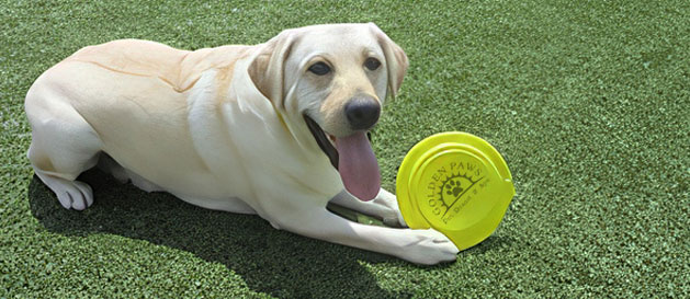 dog with a frisbee