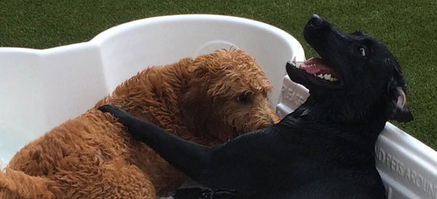 Two dogs playing in a doggie pool