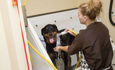 Dog getting a premium bath