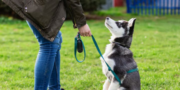 Private puppy training