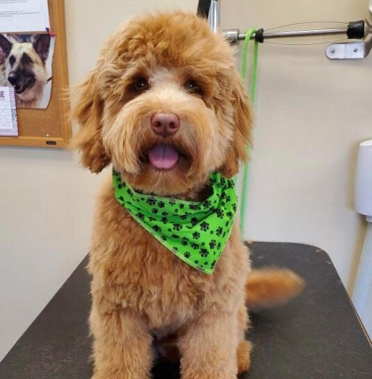 Puppy after grooming