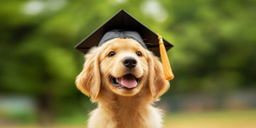 Puppy kindergarten