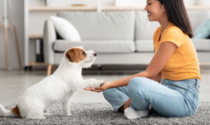 Puppy getting obedience training