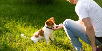 Puppy obedience training