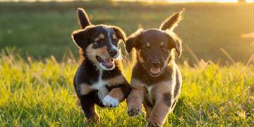 two puppies playing in the grass