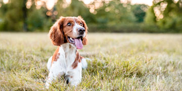 happy puppy laying in the grass