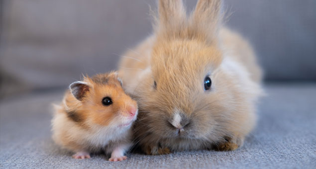 Hamster and rabbit