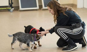 Dogs learning to socialize